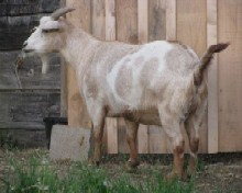 Faint Hope Acres Fire Fly